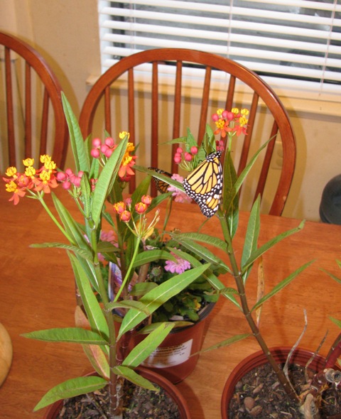 Monarch Butterfly in the House